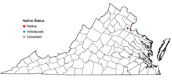 Locations ofHarperella nodosa Rose in Virginia