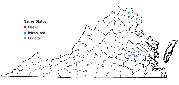 Locations ofHedera hibernica (G. Kirchner) Bean in Virginia