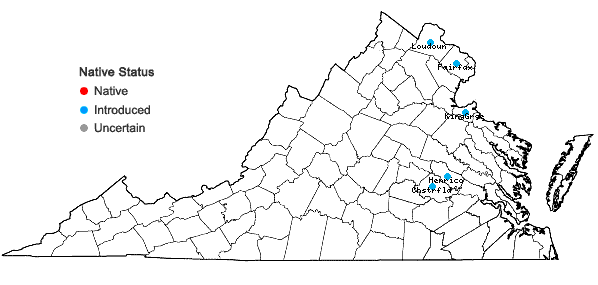 Locations ofHedera hibernica (G. Kirchner) Bean in Virginia