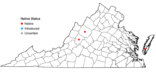 Locations ofHelanthium tenellum (Martius) Britton in Virginia