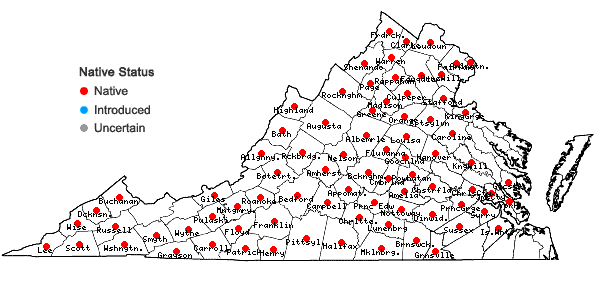 Locations ofHelianthus decapetalus L. in Virginia