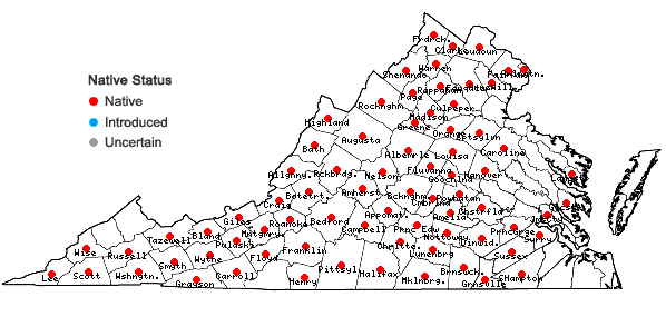 Locations ofHelianthus divaricatus L. in Virginia
