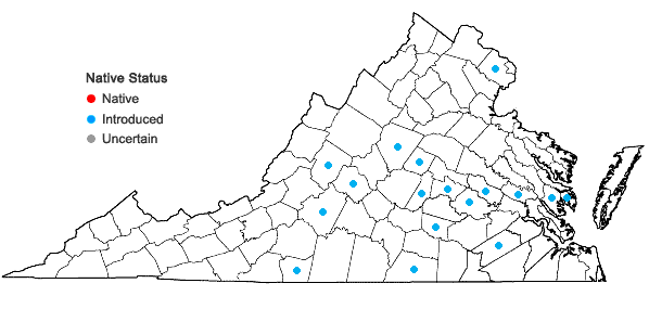 Locations ofHelianthus mollis Lam. in Virginia
