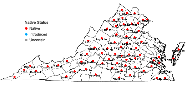 Locations ofHelianthus strumosus L. in Virginia