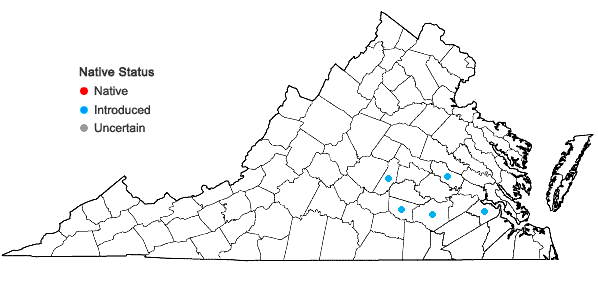 Locations ofHeliotropium amplexicaule Vahl in Virginia