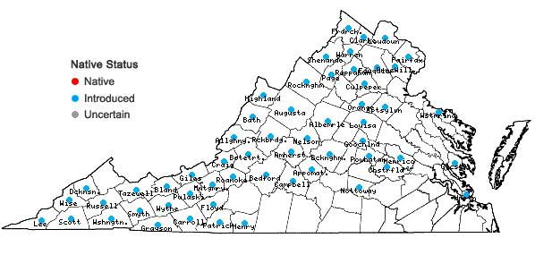 Locations ofHesperis matronalis Linnaeus in Virginia