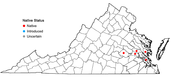 Locations ofHeteranthera multiflora (Griseb.) Horn in Virginia