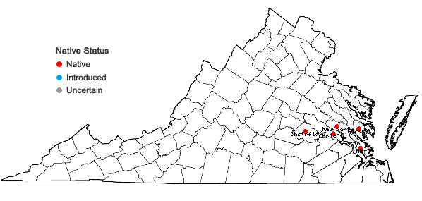 Locations ofHeteranthera pauciflora C.N. Horn in Virginia