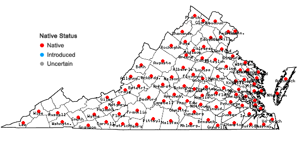 Locations ofHexasepalum teres (Walter) J.H. Kirkbride in Virginia