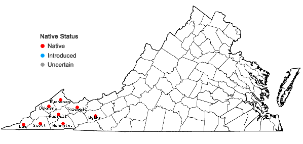 Locations ofHexastylis ruthii (Ashe) Small in Virginia