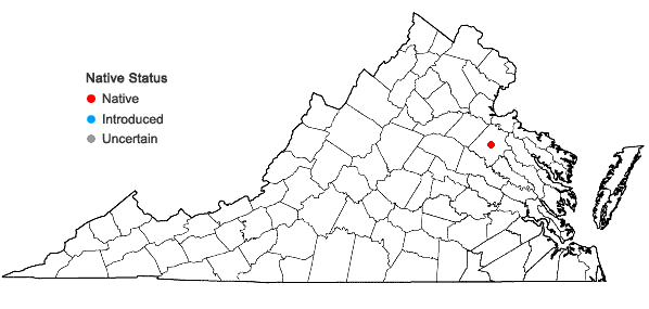 Locations ofHexastylis sorriei Gaddy in Virginia