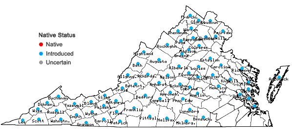 Locations ofHieracium caespitosum Dumort. in Virginia