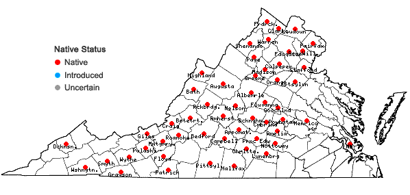 Locations ofHieracium scabrum Michx. in Virginia
