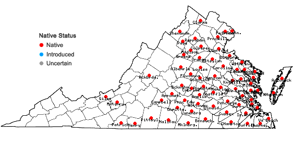 Locations ofHordeum pusillum Nutt. in Virginia