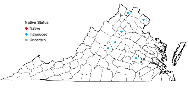 Locations ofHosta ventricosa (Salisb.) Stearn in Virginia