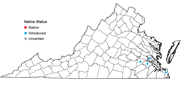 Locations ofHoustonia micrantha (Shinners) Terrell in Virginia