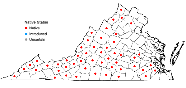 Locations ofHoustonia tenuifolia Nuttall in Virginia
