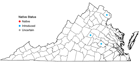 Locations ofHyacinthoides hispanica (P. Mill.) Rothm. in Virginia