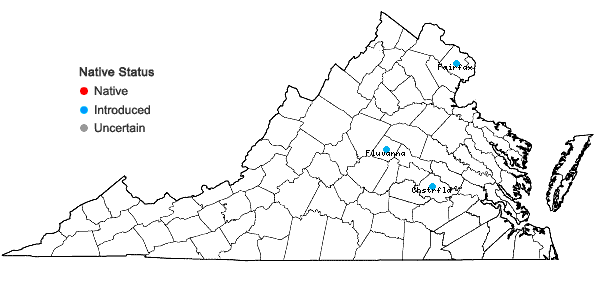 Locations ofHyacinthoides hispanica (P. Mill.) Rothm. in Virginia