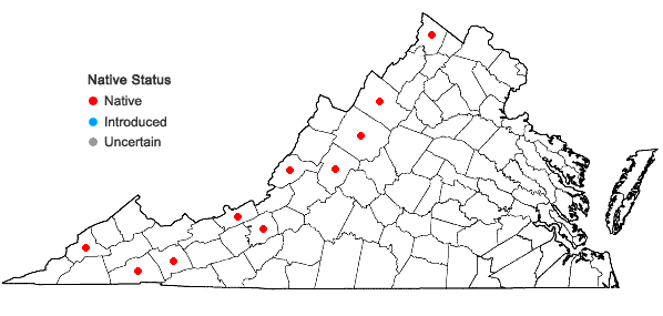 Locations ofHymenostylium recurvirostrum (Hedw.) Dixon var. recurvirostrum in Virginia
