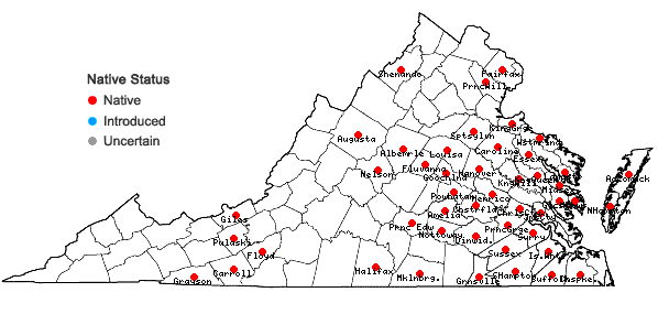 Locations ofHypericum canadense L. in Virginia