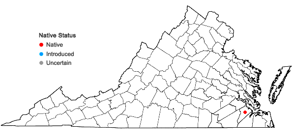 Locations ofHypericum galioides Lamarck in Virginia