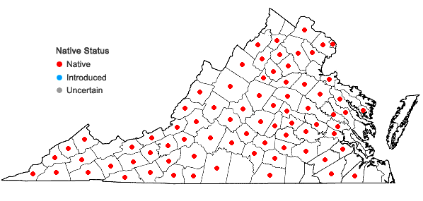 Locations ofHypericum stragulum P. Adams & Robson in Virginia