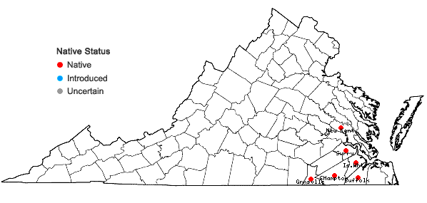 Locations ofHypoxis curtisii Rose in Virginia