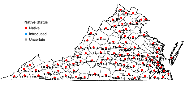 Locations ofHypoxis hirsuta (L.) Coville in Virginia