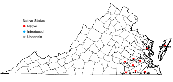 Locations ofHypoxis wrightii (Baker) Brackett in Virginia