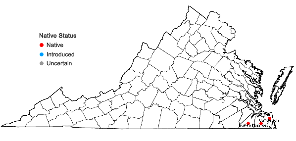 Locations ofIlex coriacea (Pursh) chapman in Virginia
