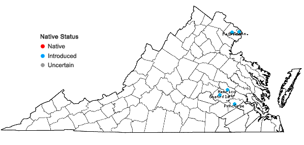Locations ofIlex cornuta Lindley in Virginia