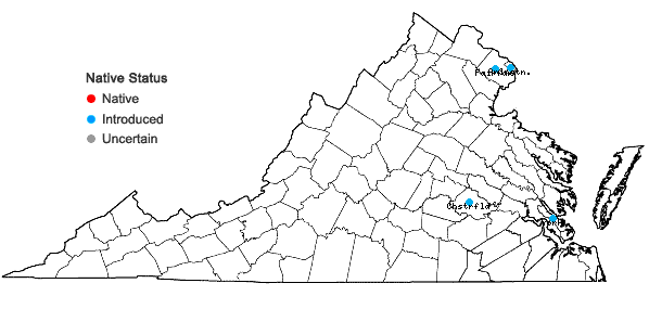 Locations ofIlex crenata Thunberg in Virginia