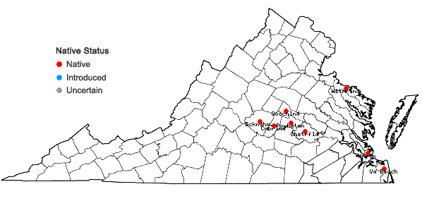 Locations ofIresine rhizomatosa Standley in Virginia