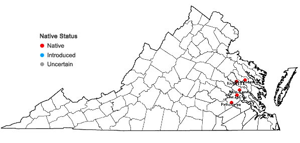 Locations ofIsoetes mattaponica Musselman & W.C. Taylor in Virginia