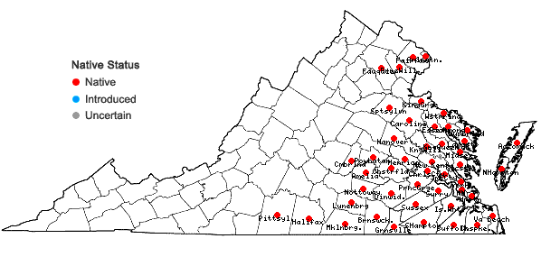 Locations ofItea virginica L. in Virginia