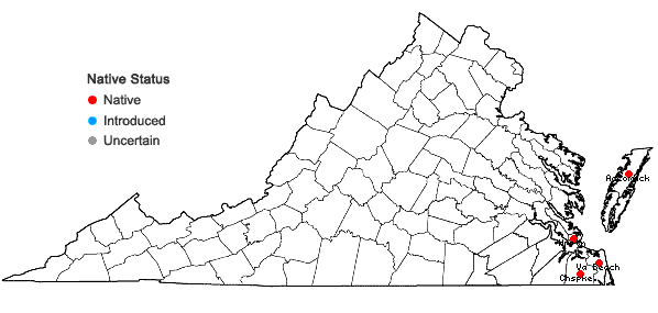 Locations ofIva imbricata Walt. in Virginia