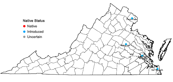 Locations ofJacquemontia tamnifolia (L.) Griseb. in Virginia