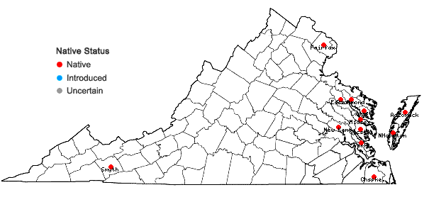 Locations ofJuncus gerardii Loisel. in Virginia