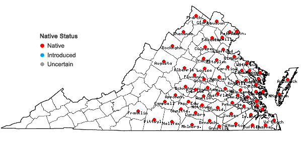 Locations ofJuncus scirpoides Lam. var. scirpoides in Virginia
