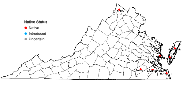Locations ofJuncus scirpoides Lam. var. compositus Harper in Virginia