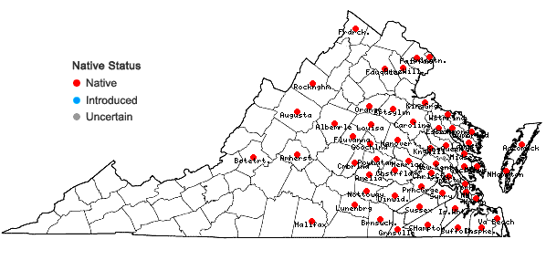 Locations ofKellochloa verrucosa (Muhl.) Lizarazu, M.V. Nicola, & Scataglini in Virginia
