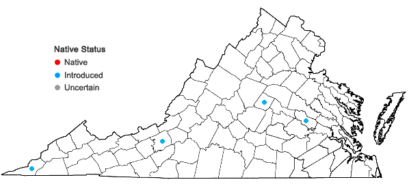 Locations ofKolkwitzia amabilis Graebner in Virginia