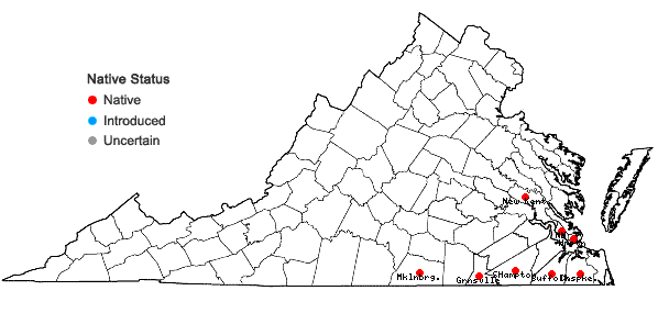 Locations ofKrigia cespitosa (Raf.) Chambers in Virginia