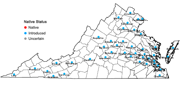 Locations ofKyllinga gracillima Miquel in Virginia