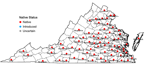 Locations ofKyllinga pumila Michaux in Virginia