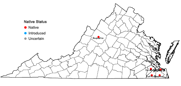 Locations ofLachnanthes caroliniana (Lam.) Dandy in Virginia
