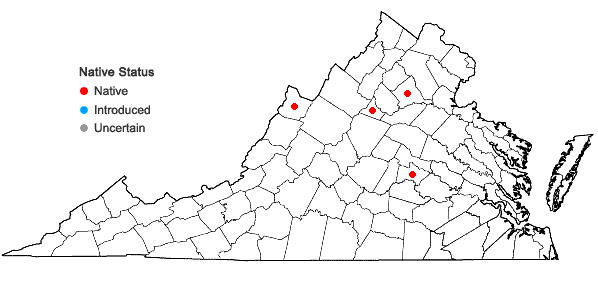 Locations ofLechea intermedia Leggett ex Britt. var. intermedia in Virginia