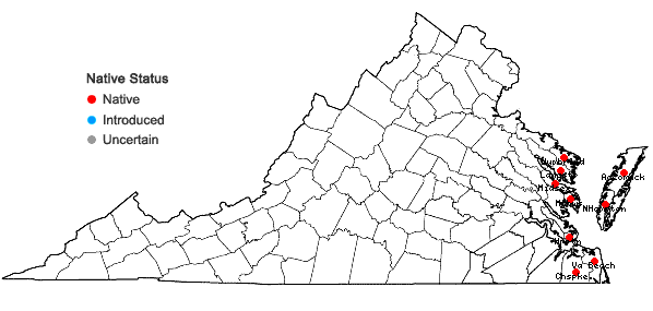 Locations ofLechea maritima Leggett ex B.S.P. var. virginica Hogdon in Virginia