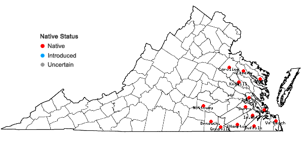 Locations ofLechea mucronata Raf. in Virginia